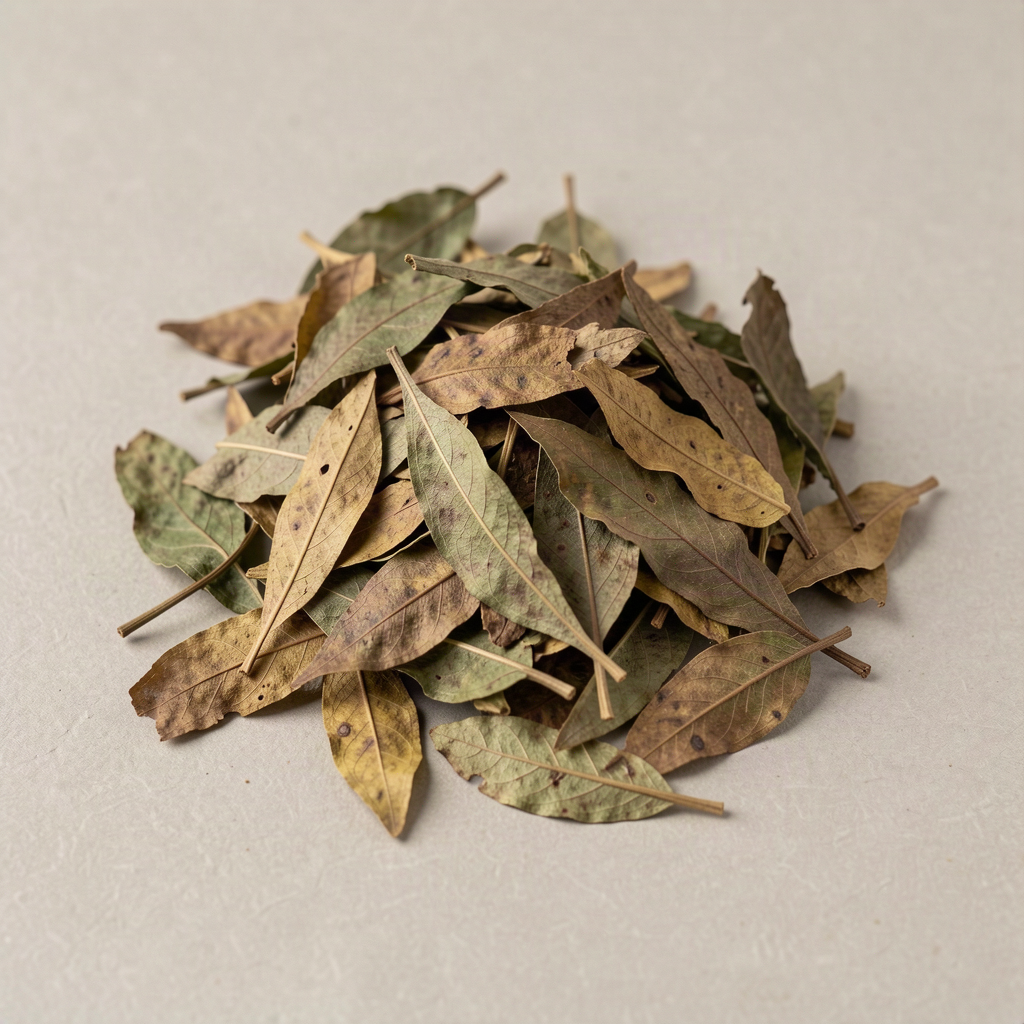 Dried kratom leaves botanical raw material